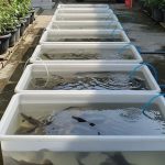 Ternak Mini di Box Kontainer Plastik untuk Lahan Sempit