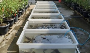 Ternak Mini di Box Kontainer Plastik untuk Lahan Sempit
