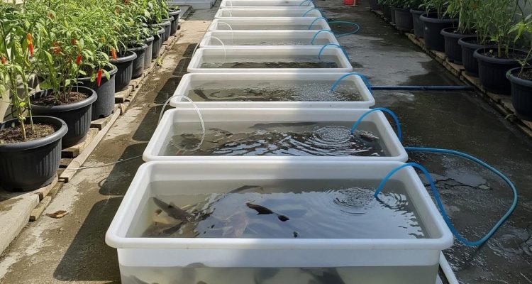 Ternak Mini di Box Kontainer Plastik untuk Lahan Sempit