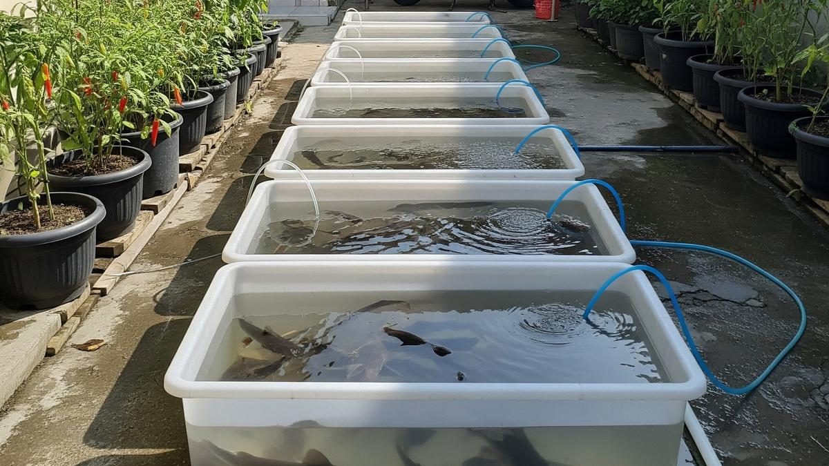 Ternak Mini di Box Kontainer Plastik untuk Lahan Sempit