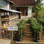 Ternak Puyuh dan Cabai Rawit di Lahan Sempit yang Menguntungkan