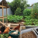 Ternak Sederhana di Rumah, Modal Kecil Hasil Melimpah