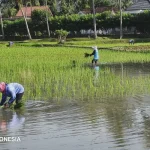 Tikus Sawah Tak Sebarkan Leptospirosis, DKPP Pacitan Beda Pendapat dengan Dinkes