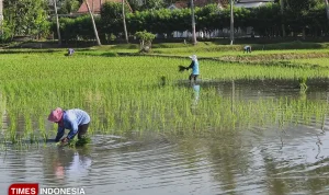 Tikus Sawah Tak Sebarkan Leptospirosis, DKPP Pacitan Beda Pendapat dengan Dinkes