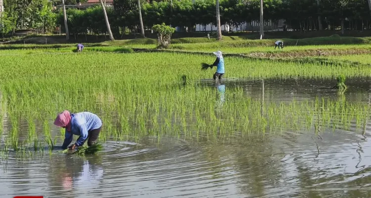 Tikus Sawah Tak Sebarkan Leptospirosis, DKPP Pacitan Beda Pendapat dengan Dinkes