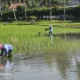 Tikus Sawah Tak Sebarkan Leptospirosis, DKPP Pacitan Beda Pendapat dengan Dinkes