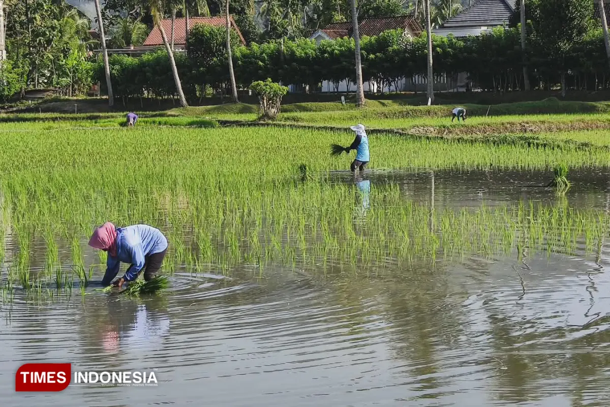 Tikus Sawah Tak Sebarkan Leptospirosis, DKPP Pacitan Beda Pendapat dengan Dinkes