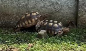 Tips Ampuh Pelihara Kura-Kura Bagi Pemula dari Ahlinya