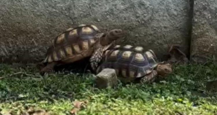 Tips Ampuh Pelihara Kura-Kura Bagi Pemula dari Ahlinya