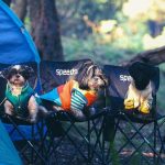 Tips Melatih Anjing agar Patuh dengan Kunci Kesabaran dan Konsistensi