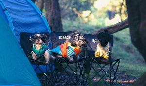Tips Melatih Anjing agar Patuh dengan Kunci Kesabaran dan Konsistensi