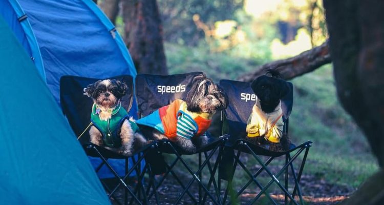 Tips Melatih Anjing agar Patuh dengan Kunci Kesabaran dan Konsistensi