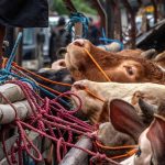 Tips Memilih Hewan Kurban Unggul dari Ciri Fisik, Kata Peternak