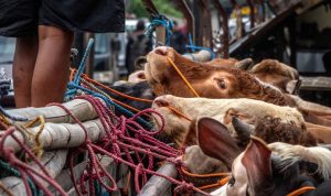 Tips Memilih Hewan Kurban Unggul dari Ciri Fisik, Kata Peternak