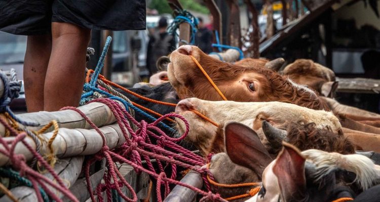 Tips Memilih Hewan Kurban Unggul dari Ciri Fisik, Kata Peternak