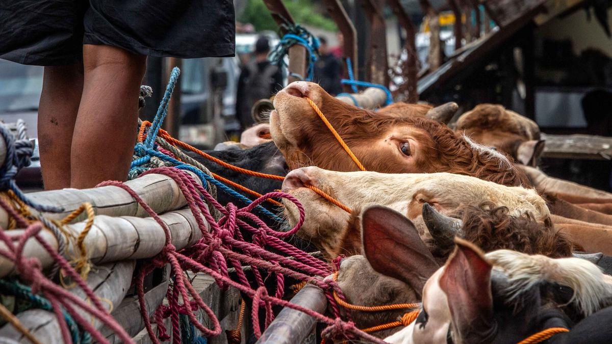 Tips Memilih Hewan Kurban Unggul dari Ciri Fisik, Kata Peternak