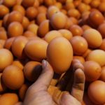 Tips Menyimpan Telur Agar Tahan Lama dan Aman Dikonsumsi