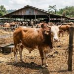 Tips Merawat Hewan Kurban Jelang Idul Adha, Mulai Kesehatan Hingga Manajemen Kandang