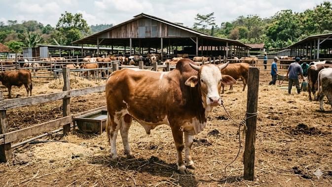 Tips Merawat Hewan Kurban Jelang Idul Adha, Mulai Kesehatan Hingga Manajemen Kandang