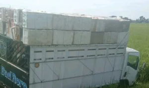 Truk Terperosok ke Parit Akibat Pengemudi Diduga Mengantuk di Bundaran Widasari Indramayu