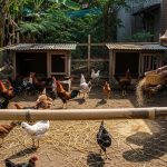 Untung Ternak Ayam Kampung 20 Ekor: Raih Cuan Maksimal dari Skala Rumahan