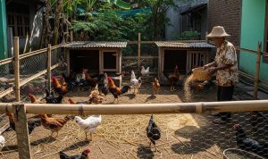 Untung Ternak Ayam Kampung 20 Ekor: Raih Cuan Maksimal dari Skala Rumahan
