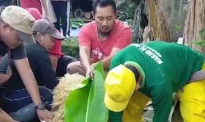 Warga Indramayu Sukacita Sambut Daging Kurban Blok Manggungan