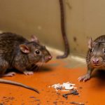 Waspadai Penularan Hantavirus dari Kotoran Tikus Kering