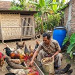 10 Jurus Jitu Ternak Ayam Kampung Berbobot Seragam Agar Laris Manis