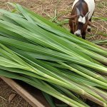 10 Metode Efektif Menanam Rumput Gajah untuk Pakan Kambing yang Berkembang Cepat dan Hemat