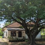 10 Pohon Manfaat yang Sering Ditanam Orang Tua untuk Teduh, Buah, dan Obat