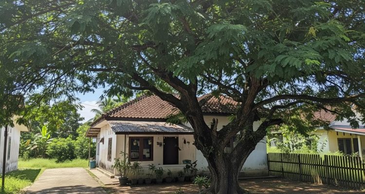 10 Pohon Manfaat yang Sering Ditanam Orang Tua untuk Teduh, Buah, dan Obat