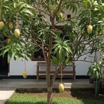 12 Pohon Buah yang Cocok Ditanam di Dekat Rumah untuk Panen Berkelanjutan