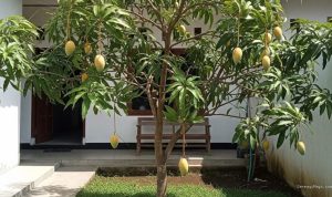 12 Pohon Buah yang Cocok Ditanam di Dekat Rumah untuk Panen Berkelanjutan