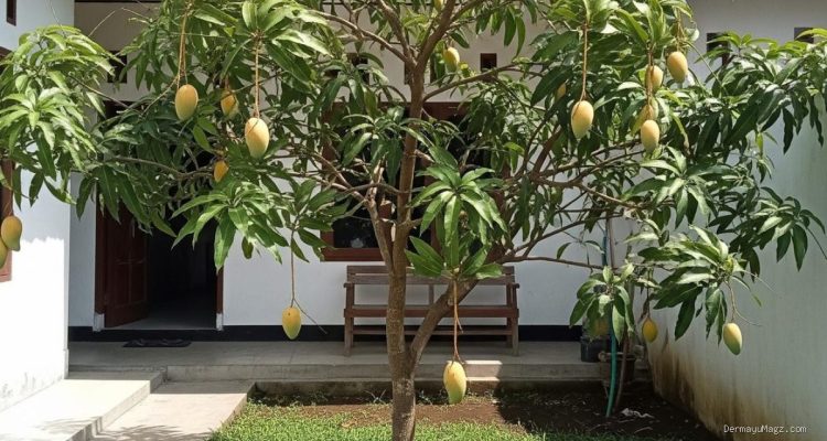 12 Pohon Buah yang Cocok Ditanam di Dekat Rumah untuk Panen Berkelanjutan