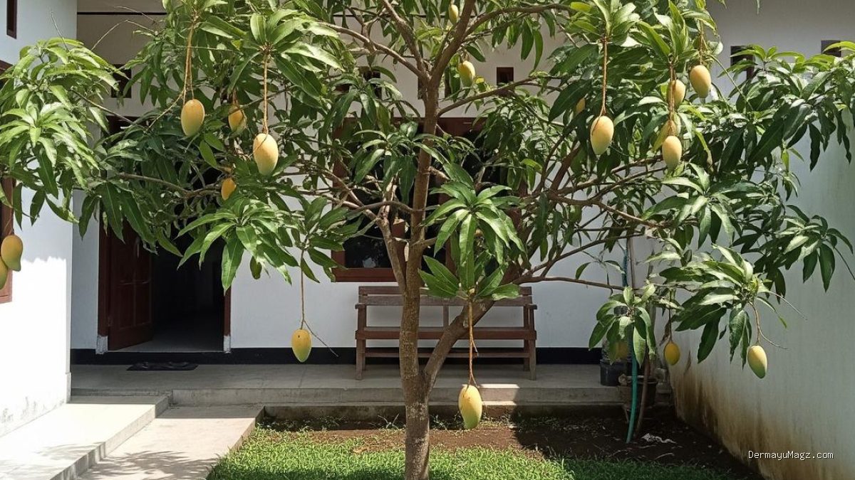 12 Pohon Buah yang Cocok Ditanam di Dekat Rumah untuk Panen Berkelanjutan