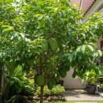 14 Pohon Buah Tahan Ulat Daun untuk Kebun Organik