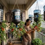 7 Ide Kebun Tomat Ceri Gantung untuk Lahan Sempit, Cocok untuk Rumah Susun & Apartemen