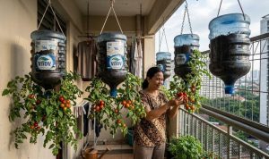 7 Ide Kebun Tomat Ceri Gantung untuk Lahan Sempit, Cocok untuk Rumah Susun & Apartemen