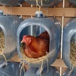 7 Ide Kreatif Membuat Sarang Ayam dari Galon Bekas di Rumah