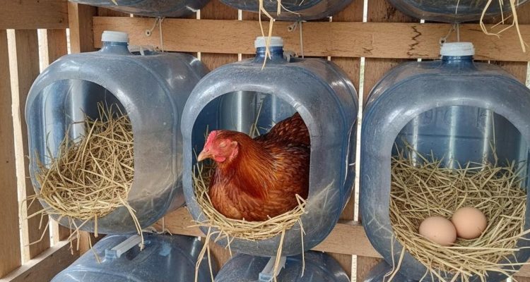 7 Ide Kreatif Membuat Sarang Ayam dari Galon Bekas di Rumah