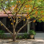 7 Pohon Buah Peneduh Rumah yang Akarnya Tidak Merusak Pondasi, Daun Rimbun, & Buah Tak...
