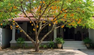 7 Pohon Buah Peneduh Rumah yang Akarnya Tidak Merusak Pondasi, Daun Rimbun, & Buah Tak...
