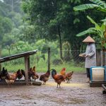8 Cara Cepat Membuat Ayam Kampung Gemuk di Musim Hujan