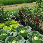 8 Jenis Tanaman Sayur yang Cocok Ditanam di Rumah Dekat Persawahan, Mudah Tumbuh dan Produ...