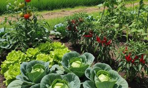 8 Jenis Tanaman Sayur yang Cocok Ditanam di Rumah Dekat Persawahan, Mudah Tumbuh dan Produ...