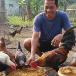 Budidaya Ayam Kampung: Pakan Racikan Rumahan untuk Efisiensi Maksimal