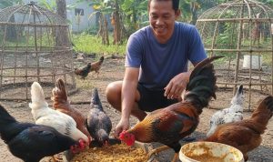 Budidaya Ayam Kampung: Pakan Racikan Rumahan untuk Efisiensi Maksimal