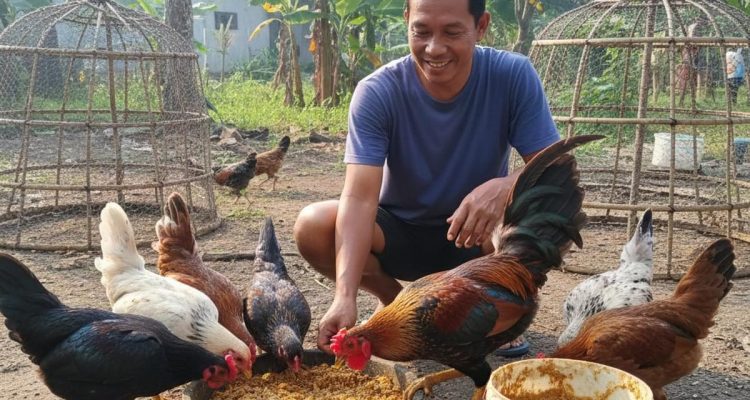 Budidaya Ayam Kampung: Pakan Racikan Rumahan untuk Efisiensi Maksimal
