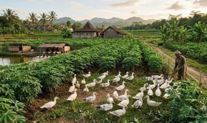 Budidaya Entok dan Singkong: Hemat Pakan Berkat Kombinasi
